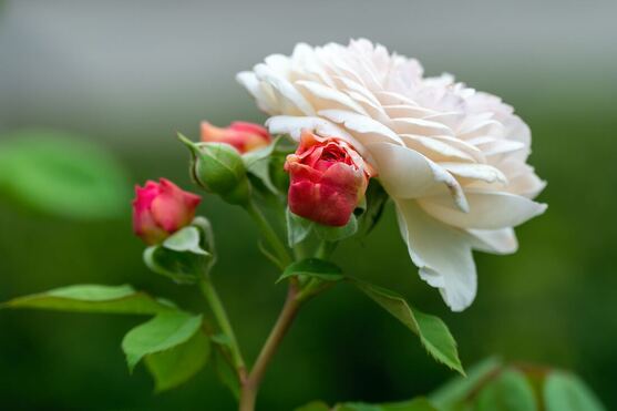Pale pink garden rose with two buds